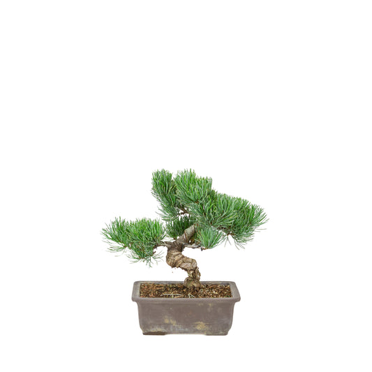 Pinus parviflora (japansk hvidfyr) uglaseret rektangulær potte, højde ~26 cm
