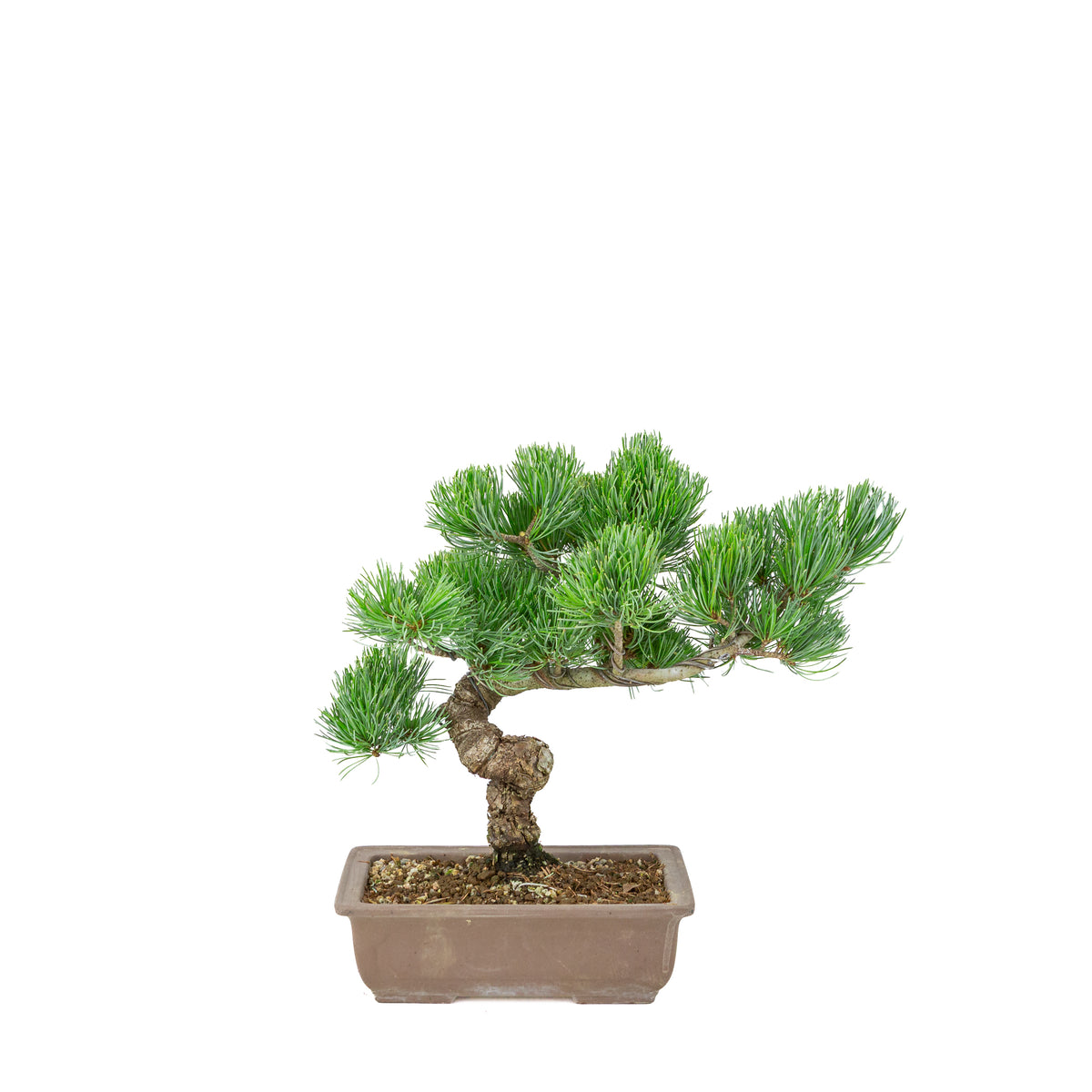 Pinus parviflora (japansk hvidfyr), uglaseret rektangulær potte, højde ~29 cm