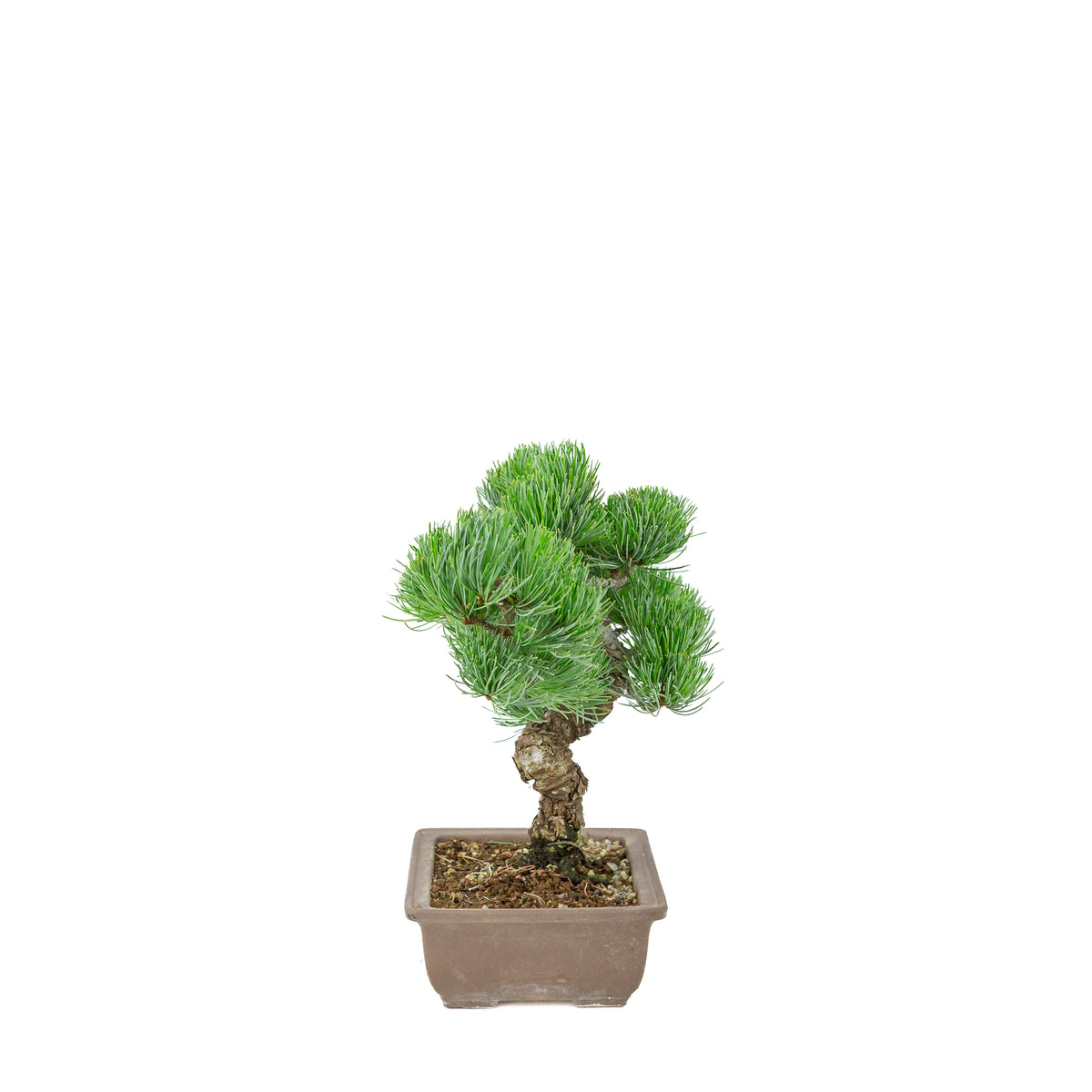 Pinus parviflora (japansk hvidfyr), uglaseret rektangulær potte, højde ~29 cm