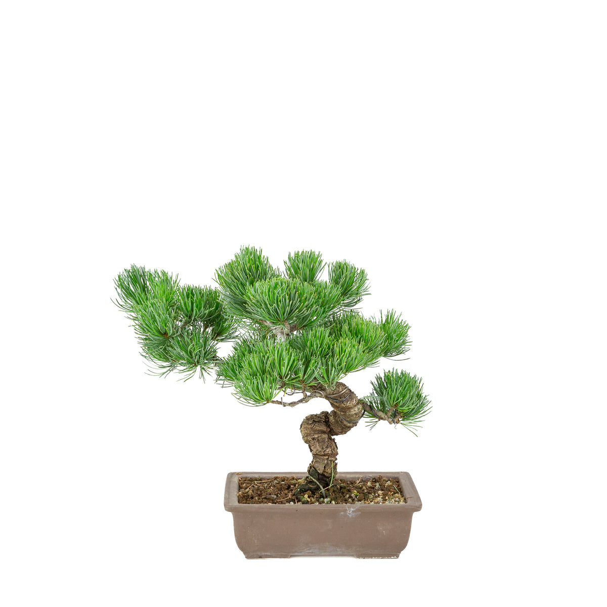 Pinus parviflora (japansk hvidfyr), uglaseret rektangulær potte, højde ~29 cm