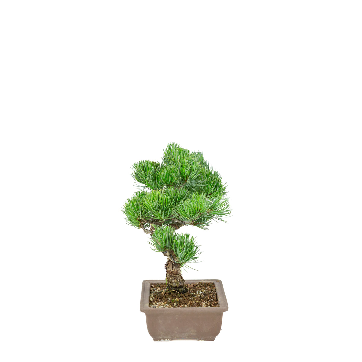 Pinus parviflora (japansk hvidfyr), uglaseret rektangulær potte, højde ~29 cm