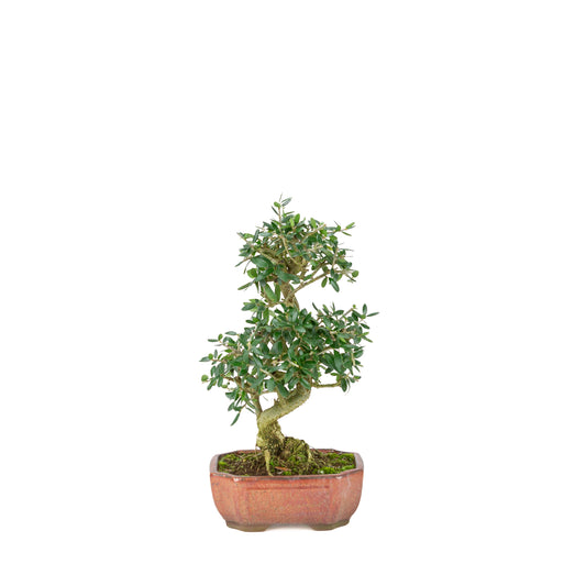Olea sylvestris (oliven) bronze oval krukke, højde ~32cm