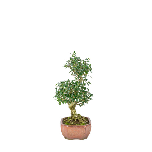 Olea sylvestris (oliven) bronze oval krukke, højde ~32cm