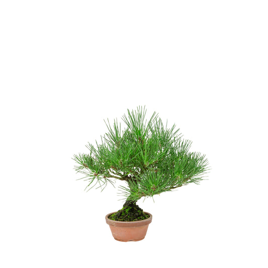 Pinus Thunbergii (Japansk sortfyr) terrakottakrukke, højde ~30 cm