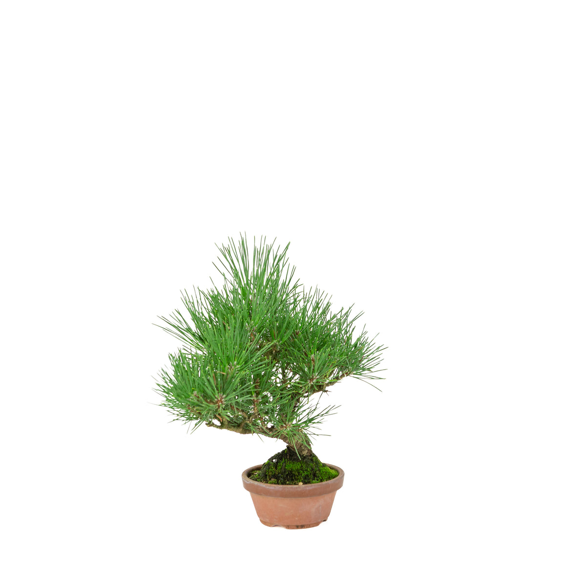 Pinus Thunbergii (Japansk sortfyr) terrakottakrukke, højde ~30 cm
