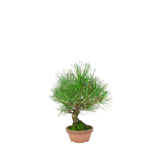 Pinus Thunbergii (Japansk sortfyr) terrakottakrukke, højde ~30 cm