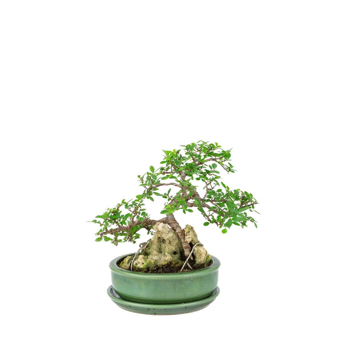 Zelkova serrata bonsai med sten i grøn rund krukke, højde ~28 cm