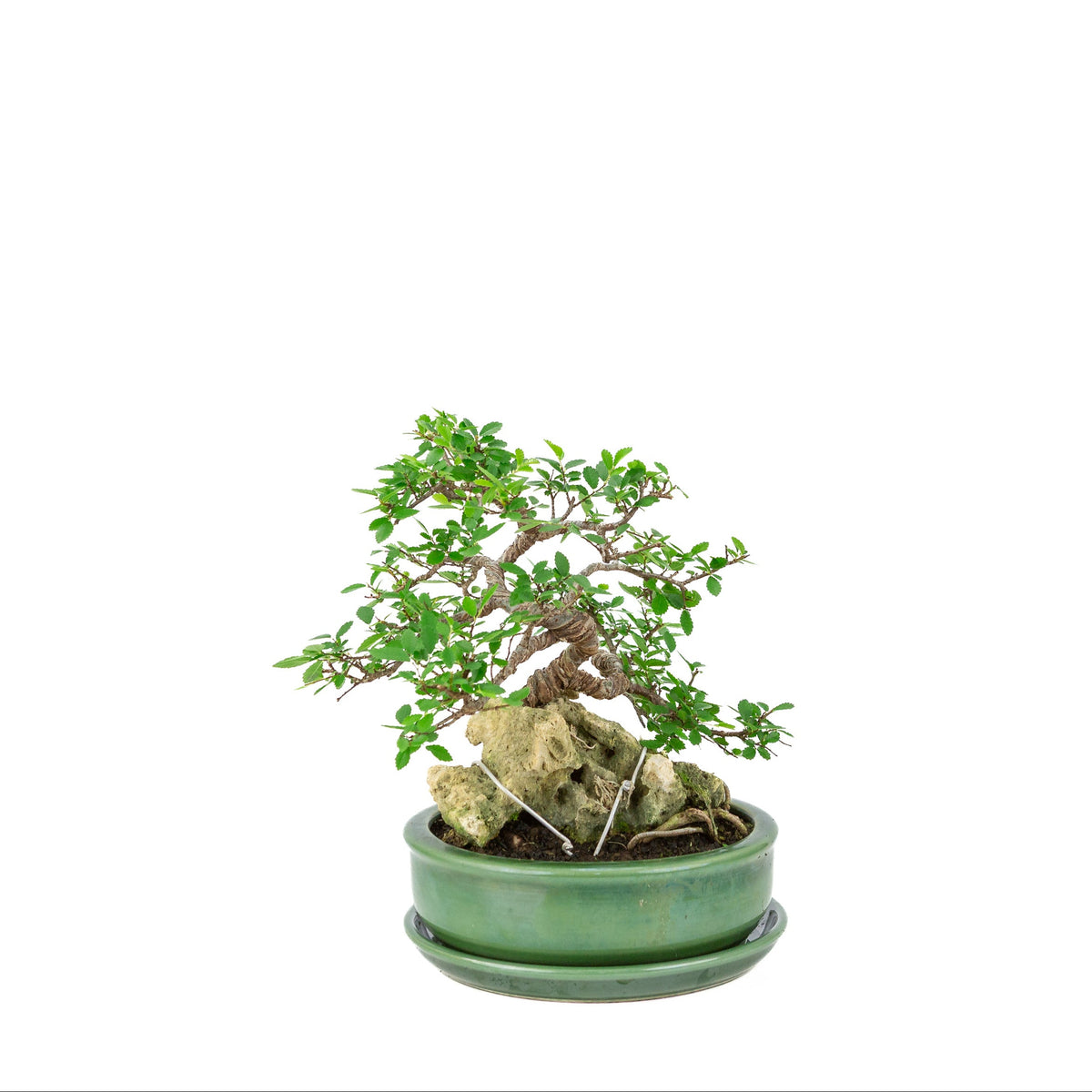 Zelkova serrata bonsai med sten i grøn rund krukke, højde ~28 cm