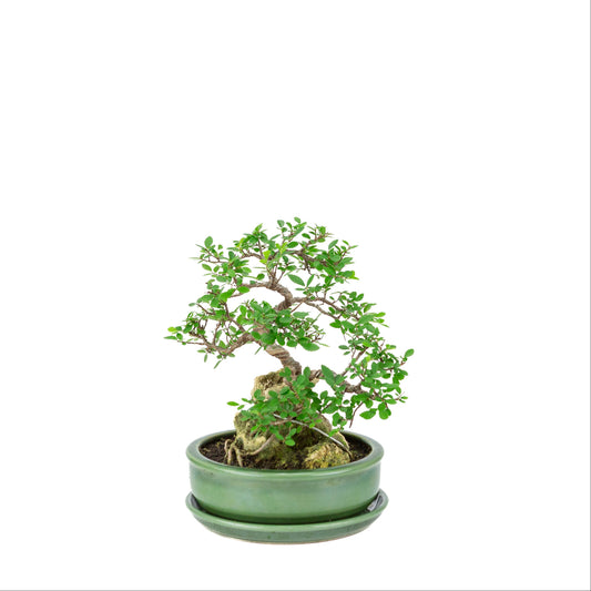 Zelkova serrata bonsai med sten i grøn rund krukke, højde ~28 cm