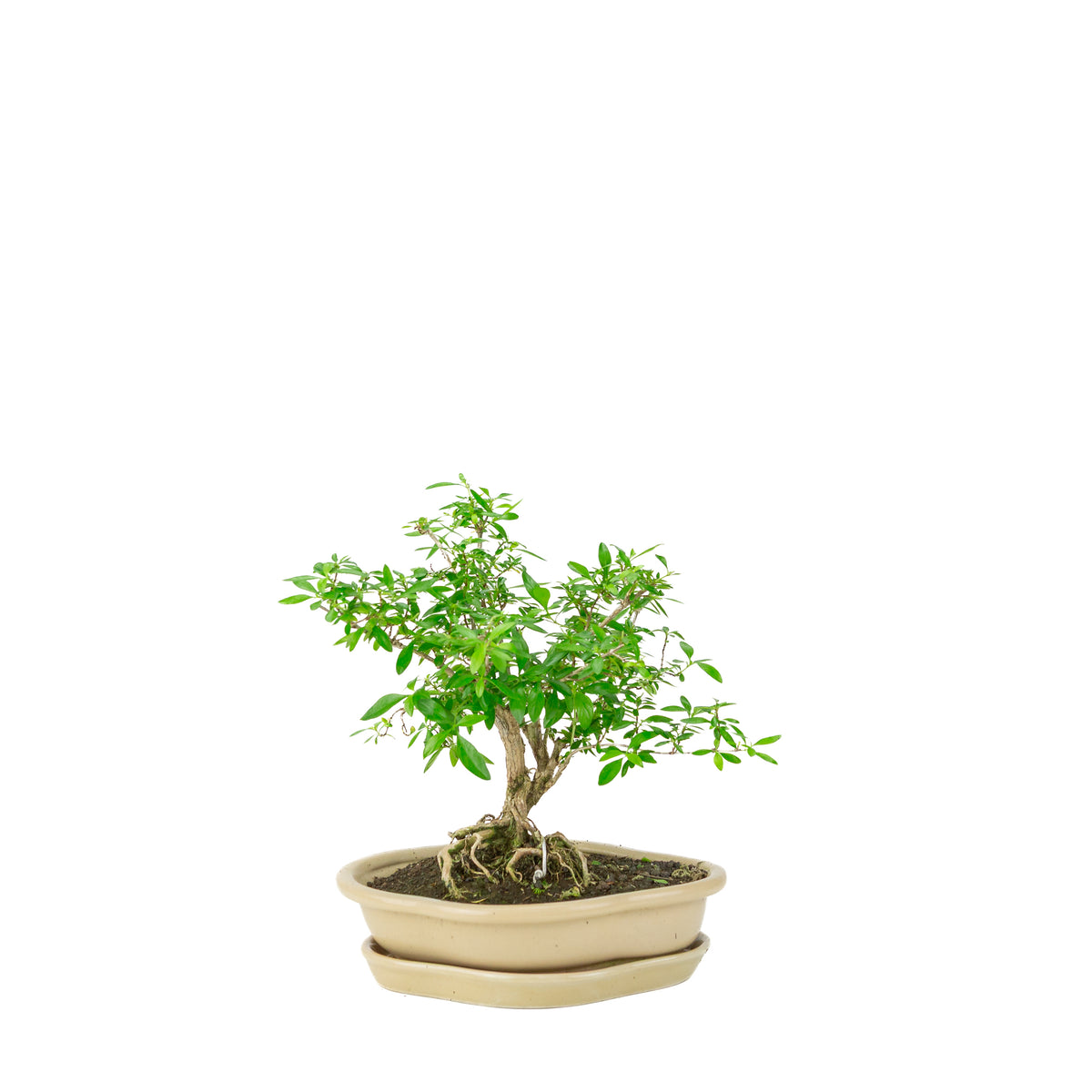 Serissa foetida (Tusindstjernetræ) Bonsai i cremefarvet lotuskrukke, højde ~25 cm