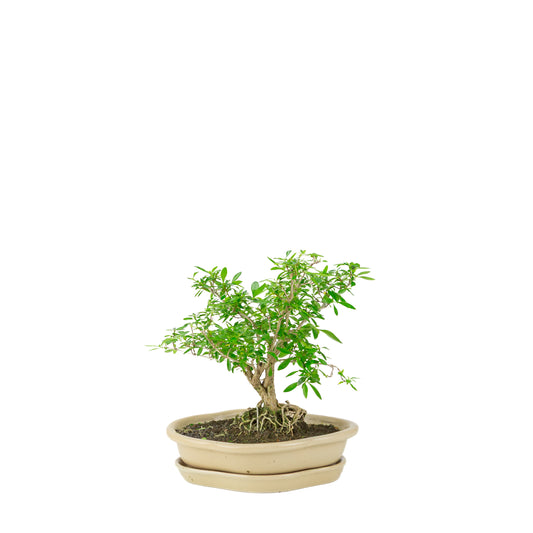 Serissa foetida (Tusindstjernetræ) Bonsai i cremefarvet lotuskrukke, højde ~25 cm