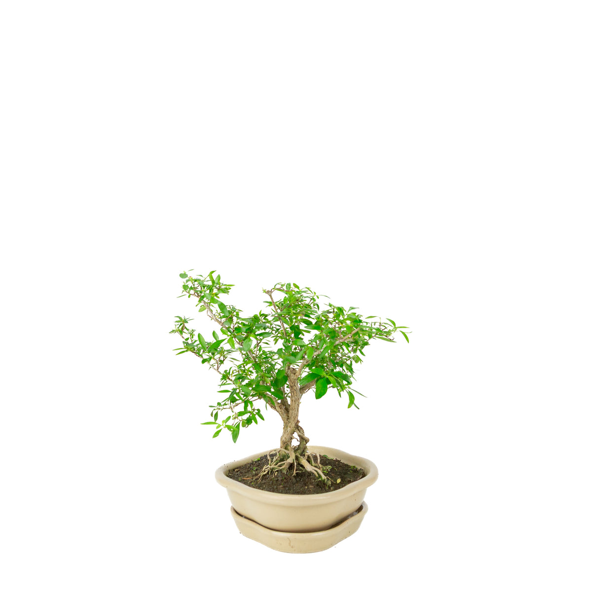 Serissa foetida (Tusindstjernetræ) Bonsai i cremefarvet lotuskrukke, højde ~25 cm