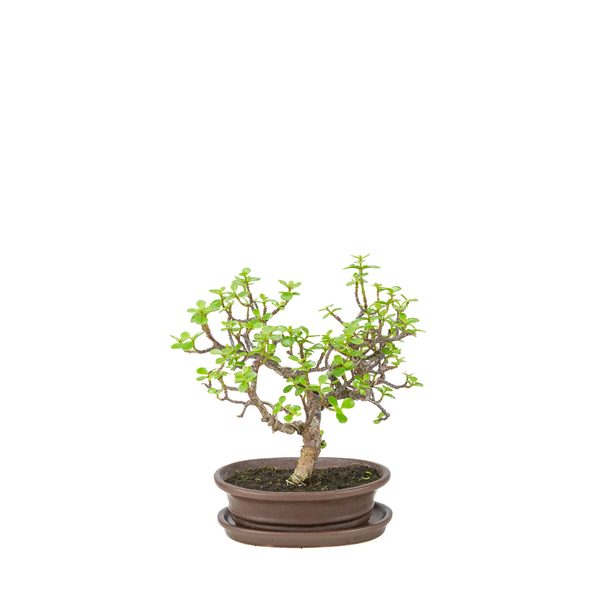Portulacaria afra (Spekboom) bonsai i brun oval potte, højde ~25 cm