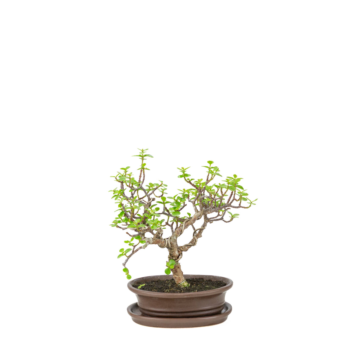 Portulacaria afra (Spekboom) bonsai i brun oval potte, højde ~25 cm