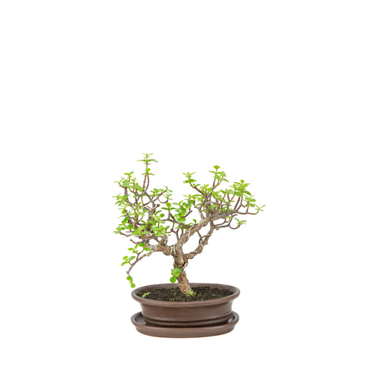 Portulacaria afra (Spekboom) bonsai i brun oval potte, højde ~25 cm