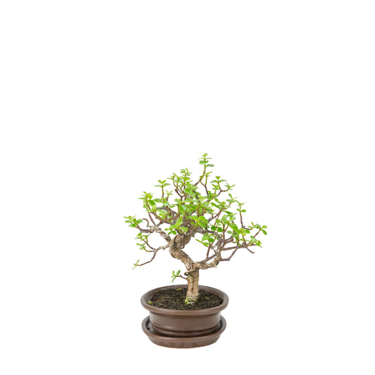 Portulacaria afra (Spekboom) bonsai i brun oval potte, højde ~25 cm