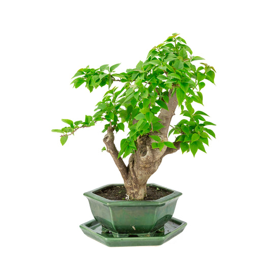 Bougainvillea glabra grøn sekskantet potte, højde ~44cm