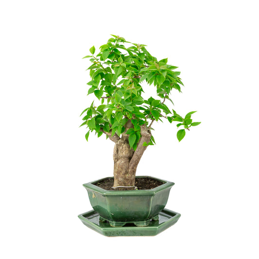 Bougainvillea glabra grøn sekskantet potte, højde ~44cm