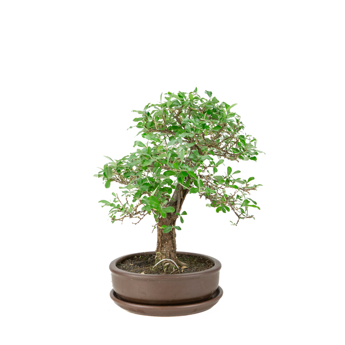 Elaeagnus pungens (Pigget sølvblad) brun rund potte, højde ~ 37cm