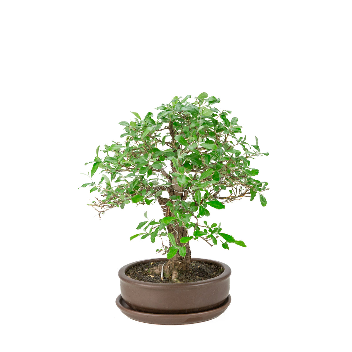 Elaeagnus pungens (Pigget sølvblad) brun rund potte, højde ~ 37cm