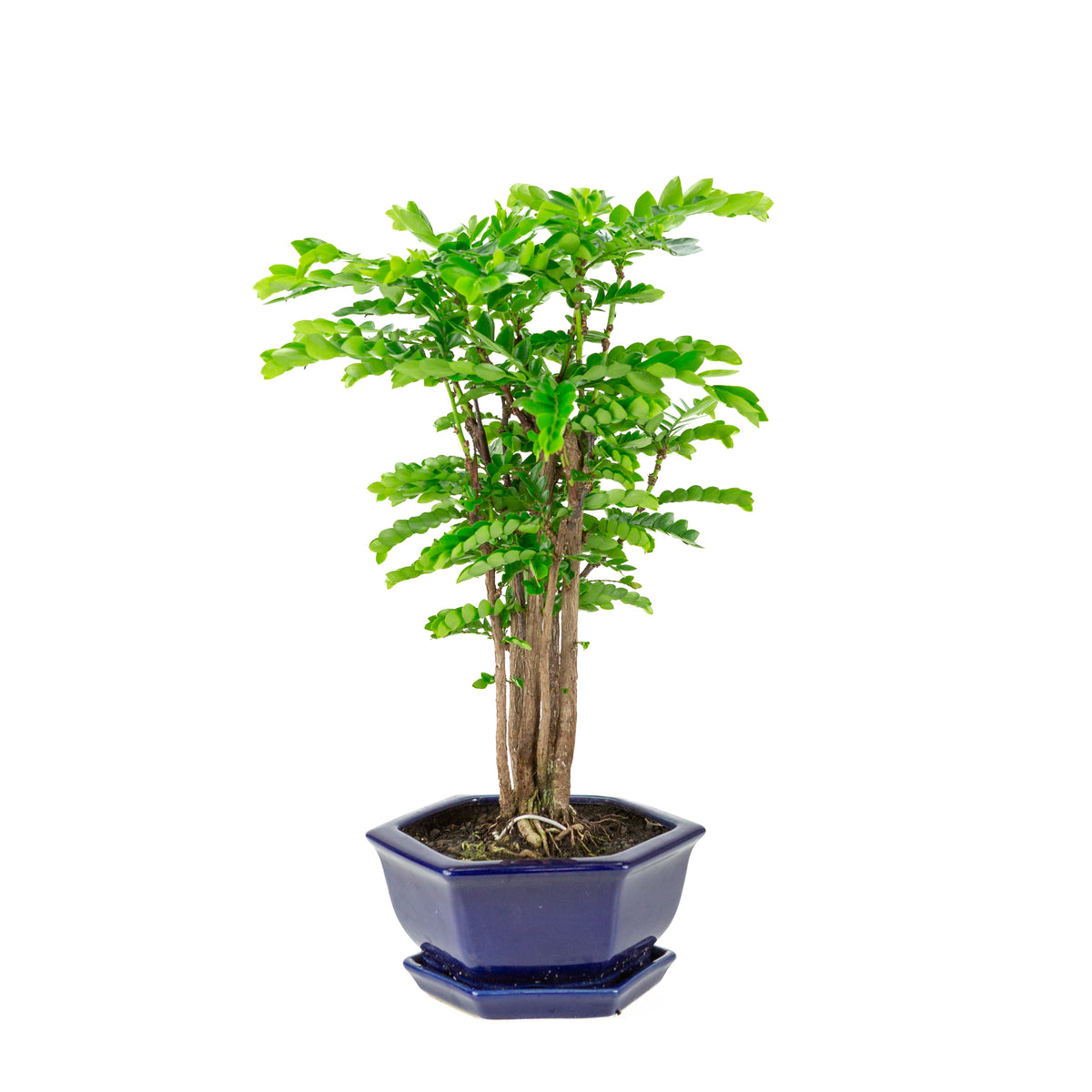 Phyllanthus buxifolius Bonsai i blå sekskantet krukke, højde ~42cm