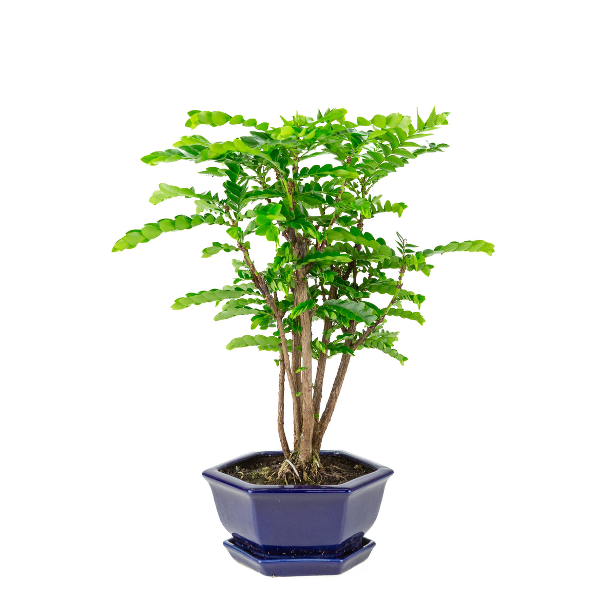Phyllanthus buxifolius Bonsai i blå sekskantet krukke, højde ~42cm