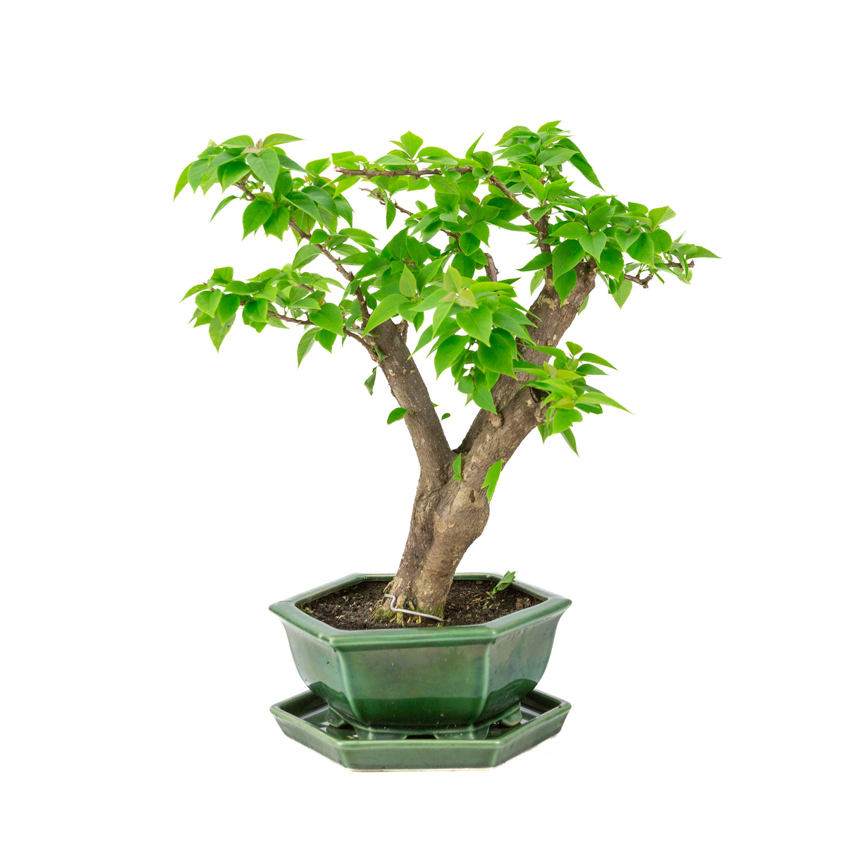 Bougainvillea glabra grøn sekskantet krukke, højde ~42cm