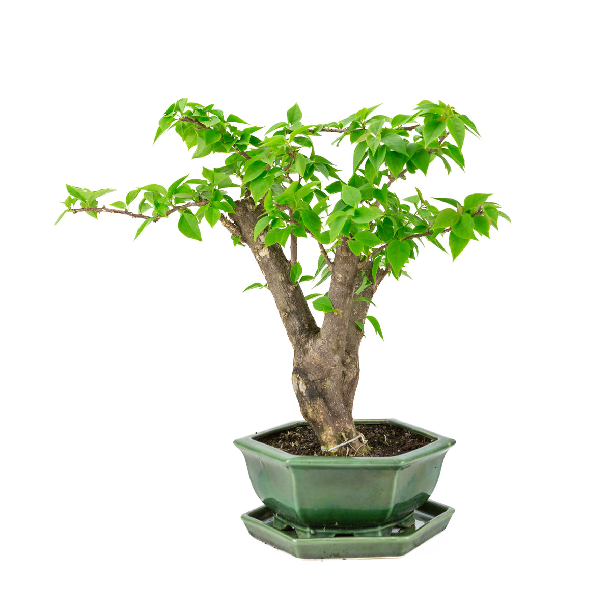 Bougainvillea glabra grøn sekskantet krukke, højde ~42cm