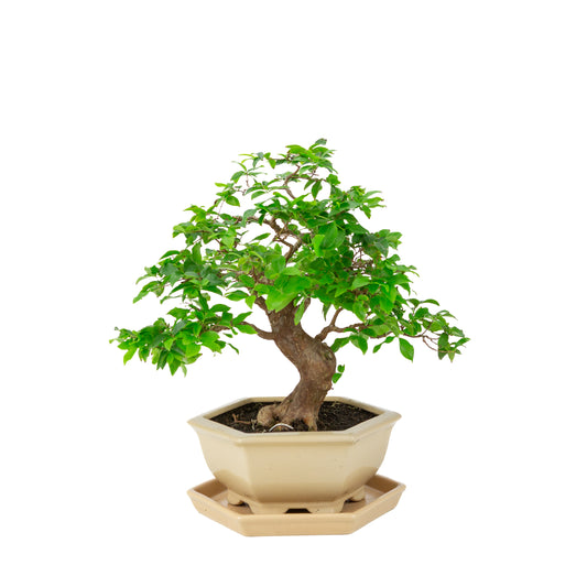 Syzigium cauliflora (Javansk jambu) Bonsai i creme sekskantet potte, højde ~37 cm