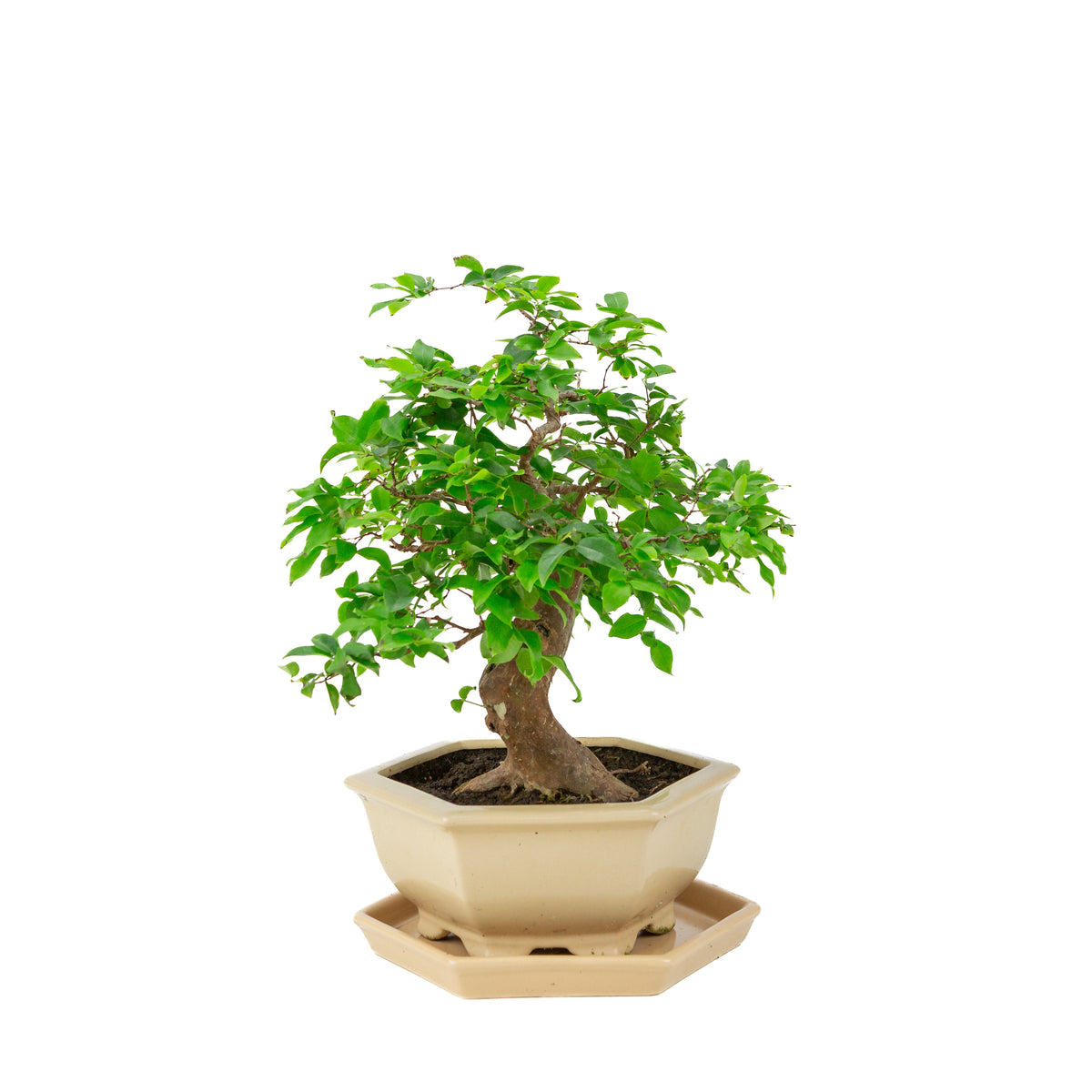 Syzigium cauliflora (Javansk jambu) Bonsai i creme sekskantet potte, højde ~37 cm