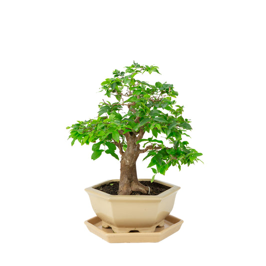 Syzigium cauliflora (Javansk jambu) Bonsai i creme sekskantet potte, højde ~37 cm