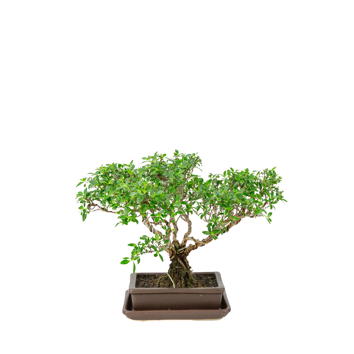 Serissa foetida (Tusindstjerne-bonsai) i brun rektangulær potte, højde ~26 cm