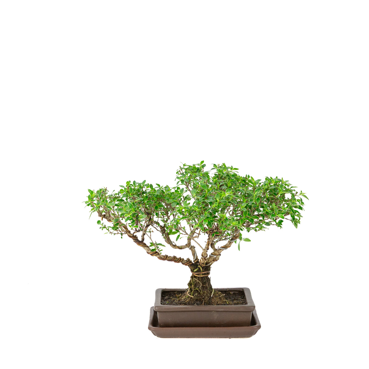 Serissa foetida (Tusindstjerne-bonsai) i brun rektangulær potte, højde ~26 cm