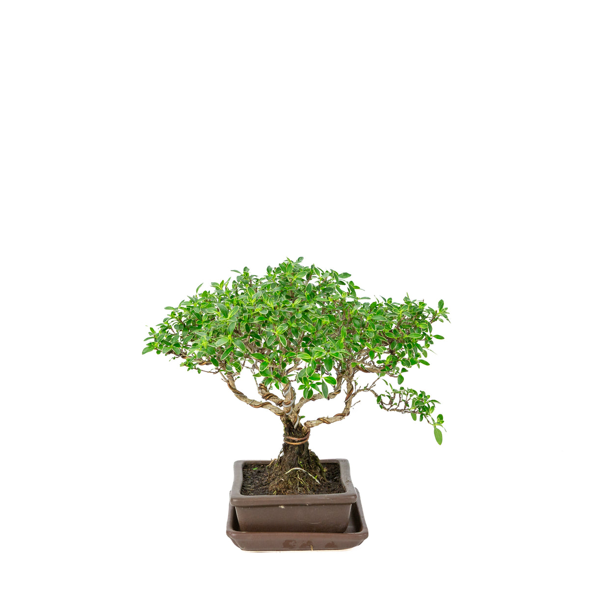Serissa foetida (Tusindstjerne-bonsai) i brun rektangulær potte, højde ~26 cm