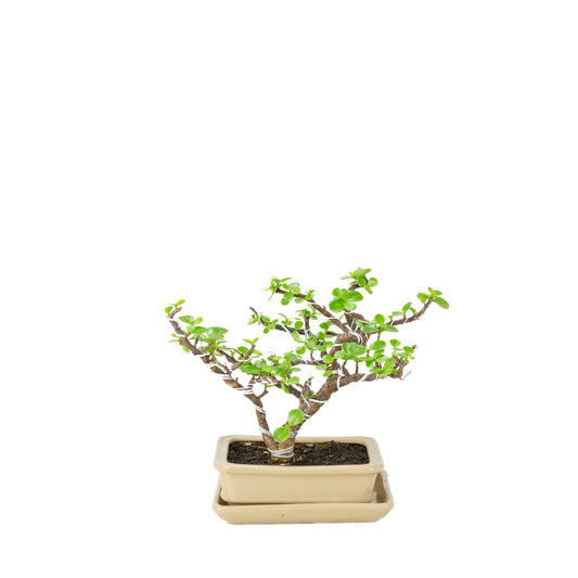 Portulacaria afra (Spekboom) Bonsai i cremehvid rektangulær potte, højde ~22 cm
