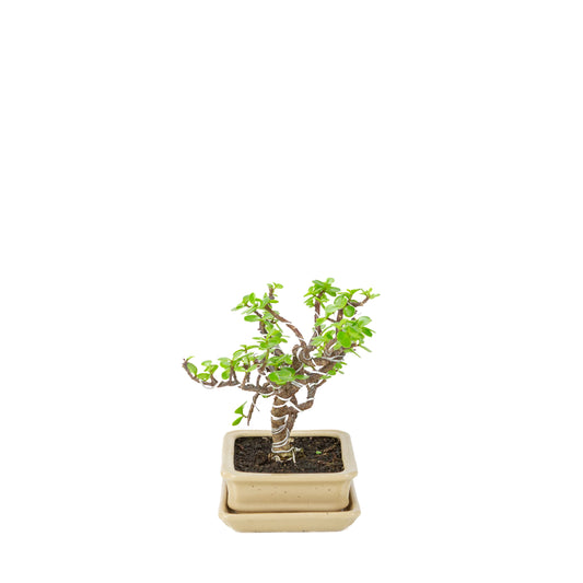 Portulacaria afra (Spekboom) Bonsai i cremehvid rektangulær potte, højde ~22 cm