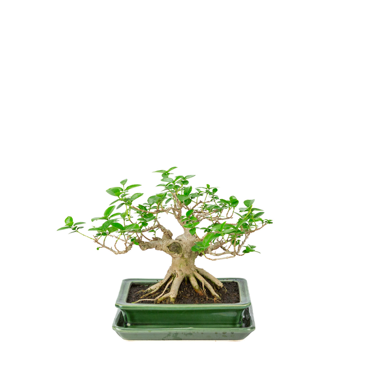 Premna microphylla (musk maple) grøn rektangulær krukke, højde ~24cm