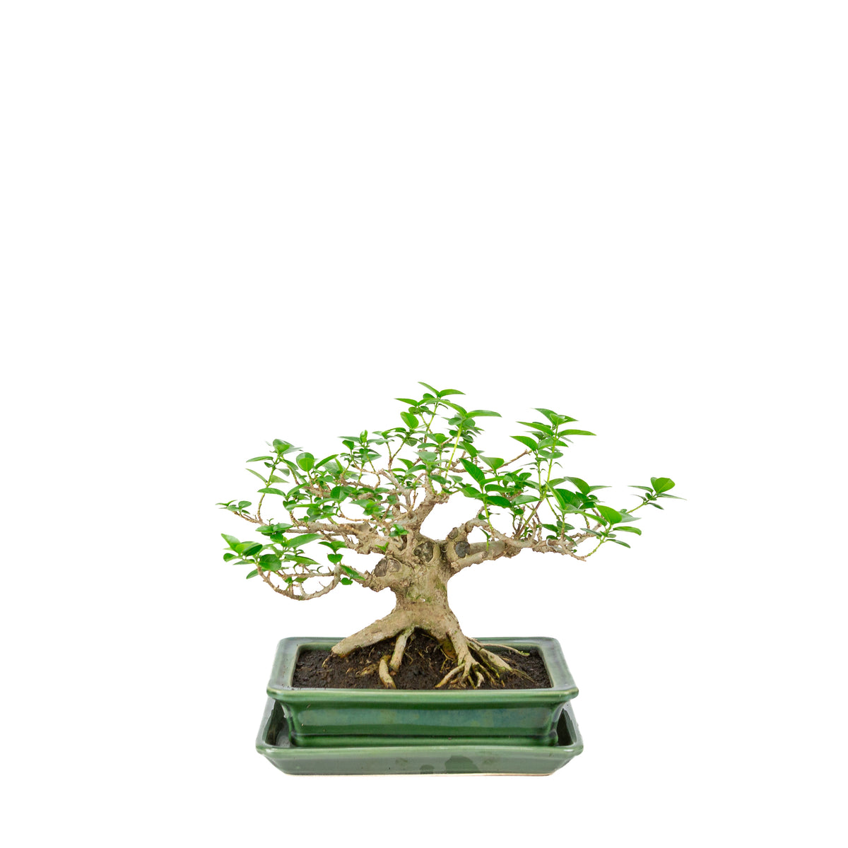 Premna microphylla (musk maple) grøn rektangulær krukke, højde ~24cm