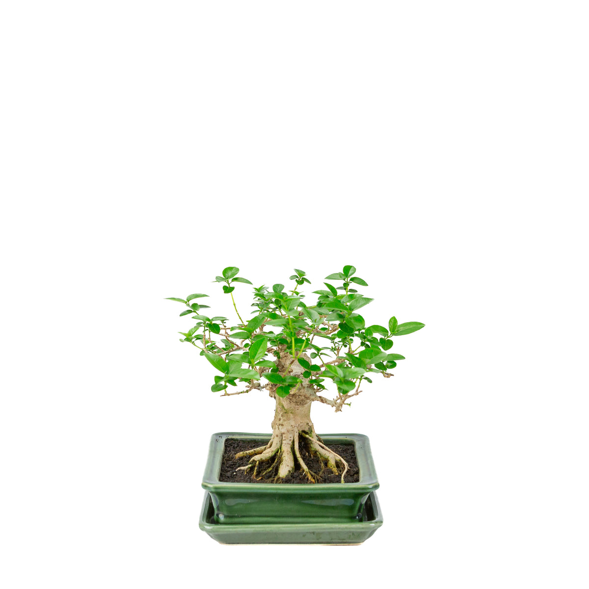 Premna microphylla (musk maple) grøn rektangulær krukke, højde ~24cm