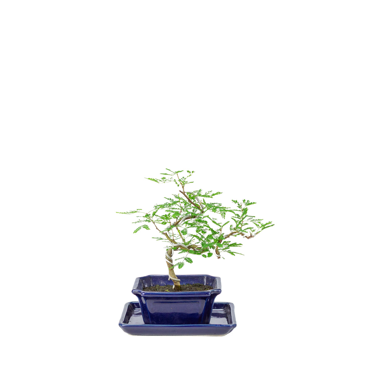 Vachellia nilotica Bonsai (egyptisk akacie) i blå rektangulær potte, højde ~25 cm