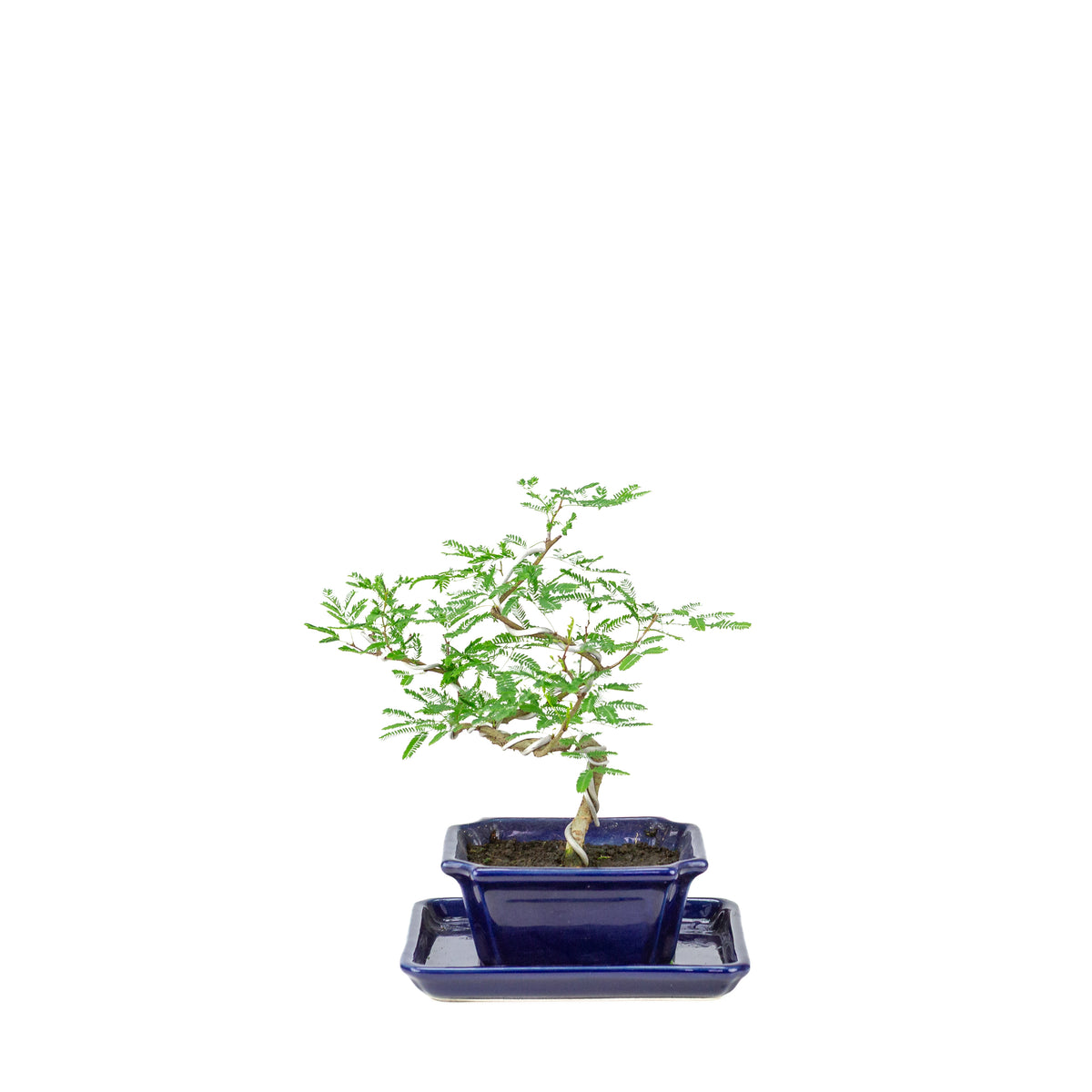 Vachellia nilotica Bonsai (egyptisk akacie) i blå rektangulær potte, højde ~25 cm