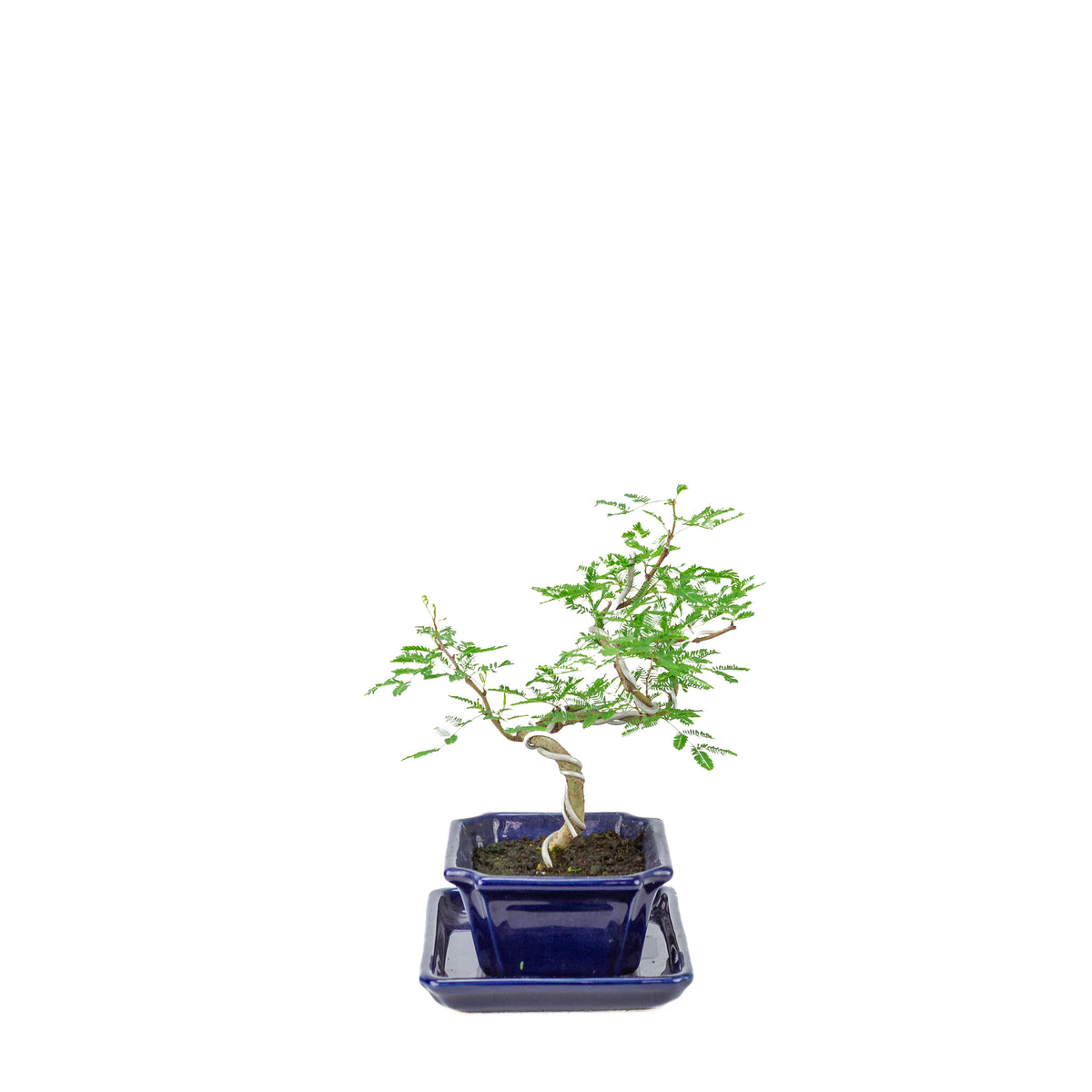 Vachellia nilotica Bonsai (egyptisk akacie) i blå rektangulær potte, højde ~25 cm