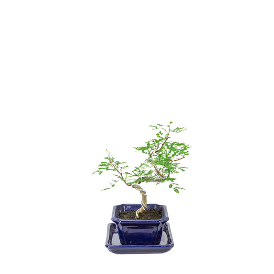 Vachellia nilotica Bonsai (egyptisk akacie) i blå rektangulær potte, højde ~25 cm