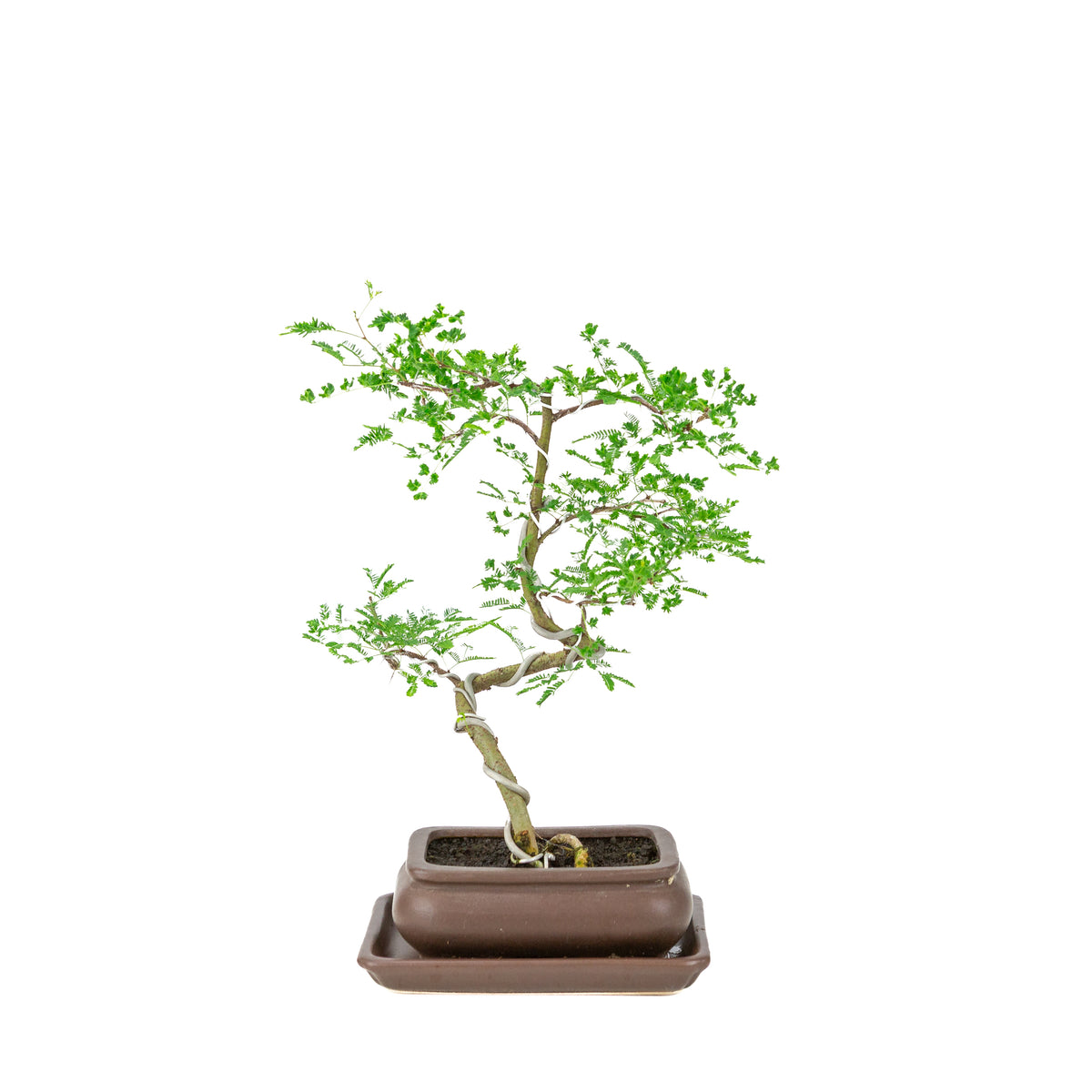 Vachellia nilotica Bonsai (Akacietorn) i brun rektangulær potte, højde ~37cm