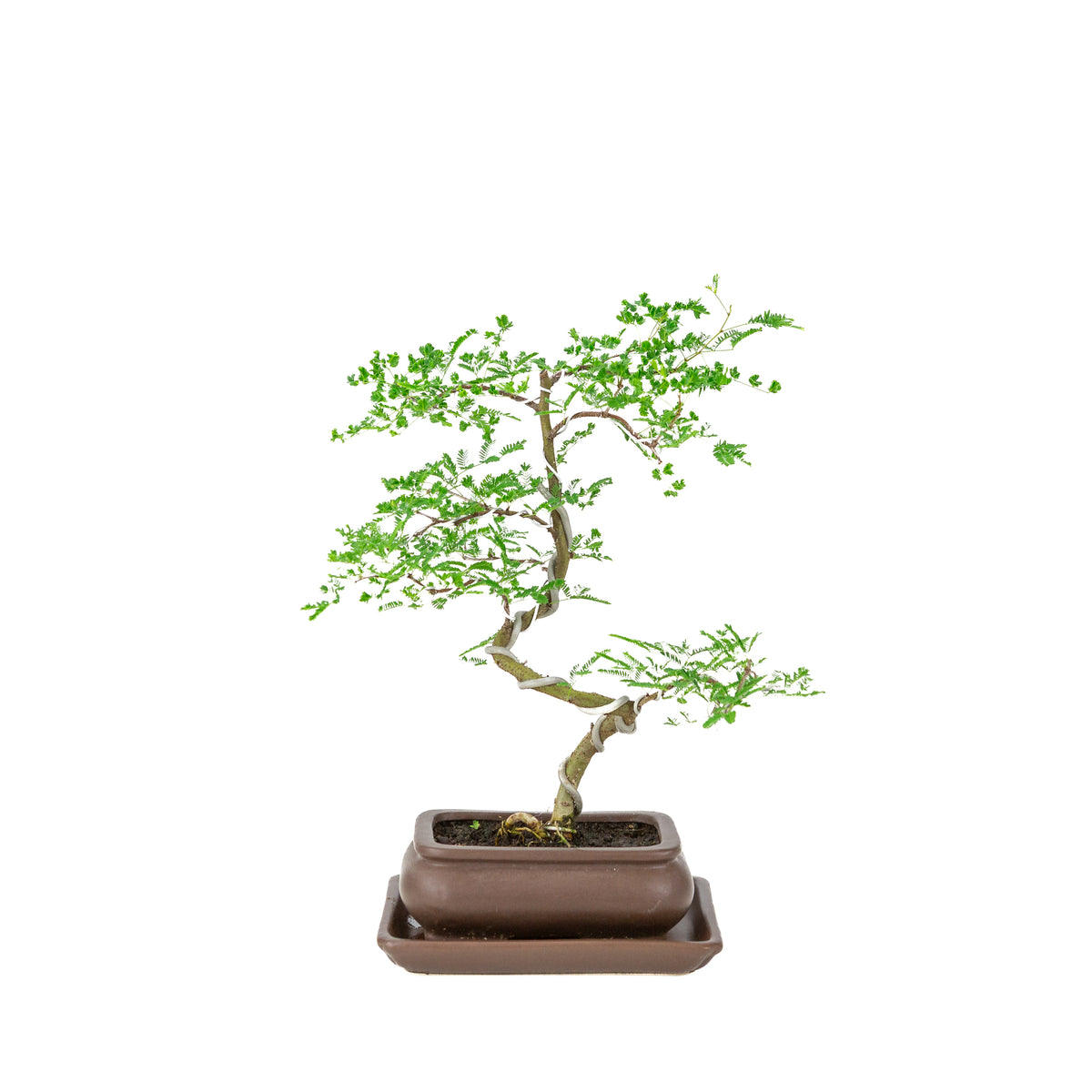 Vachellia nilotica Bonsai (Akacietorn) i brun rektangulær potte, højde ~37cm