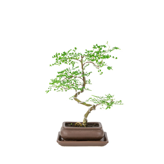 Vachellia nilotica Bonsai (Akacietorn) i brun rektangulær potte, højde ~37cm