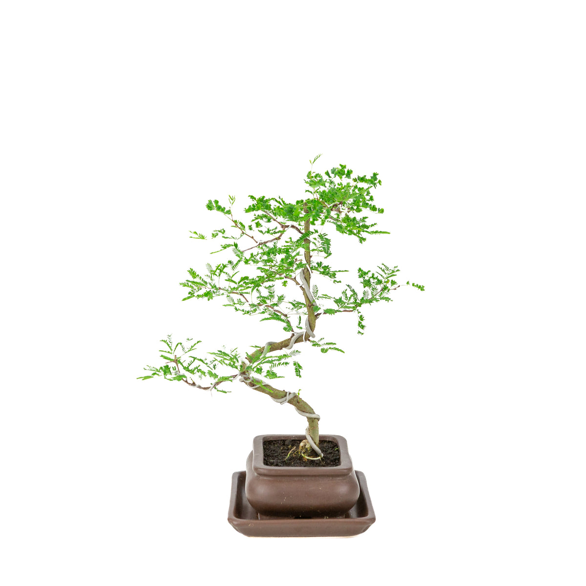 Vachellia nilotica Bonsai (Akacietorn) i brun rektangulær potte, højde ~37cm