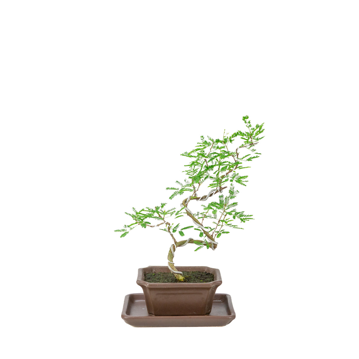 Vachellia nilotica Bonsai (Egyptisk akacie) i brun rektangulær potte, højde ~28cm