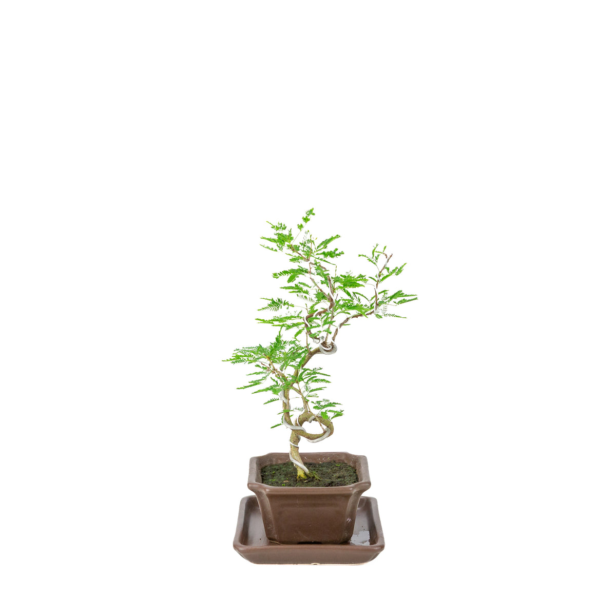Vachellia nilotica Bonsai (Egyptisk akacie) i brun rektangulær potte, højde ~28cm