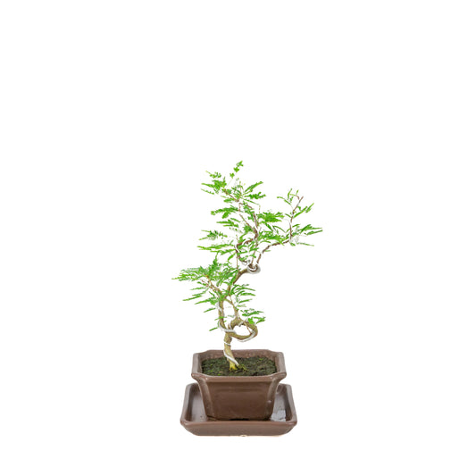 Vachellia nilotica Bonsai (Egyptisk akacie) i brun rektangulær potte, højde ~28cm